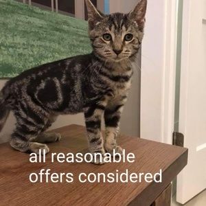 All reasonable offers considered